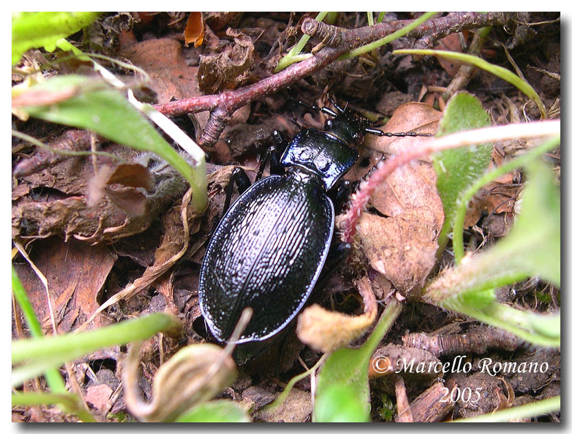 Carabus (Chaetocarabus) lefebvrei lefebvrei di Sicilia